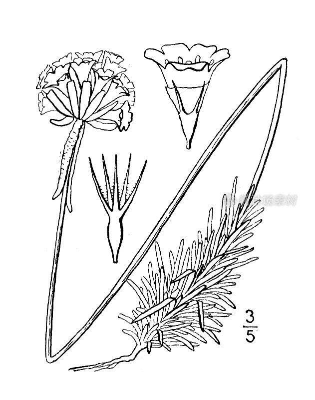 古董植物学植物插图:Statice Armeria，海粉色